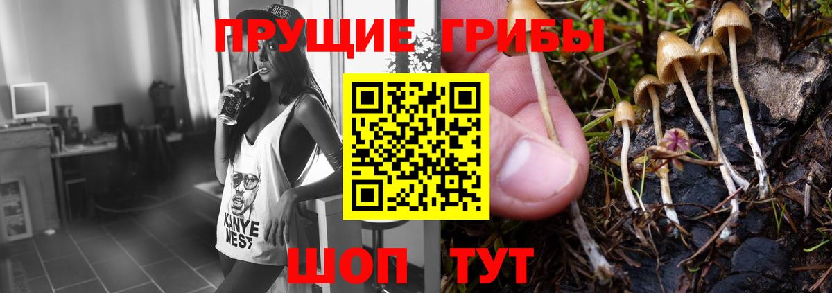 Псилоцибиновые грибы Psilocybe  Кемерово 